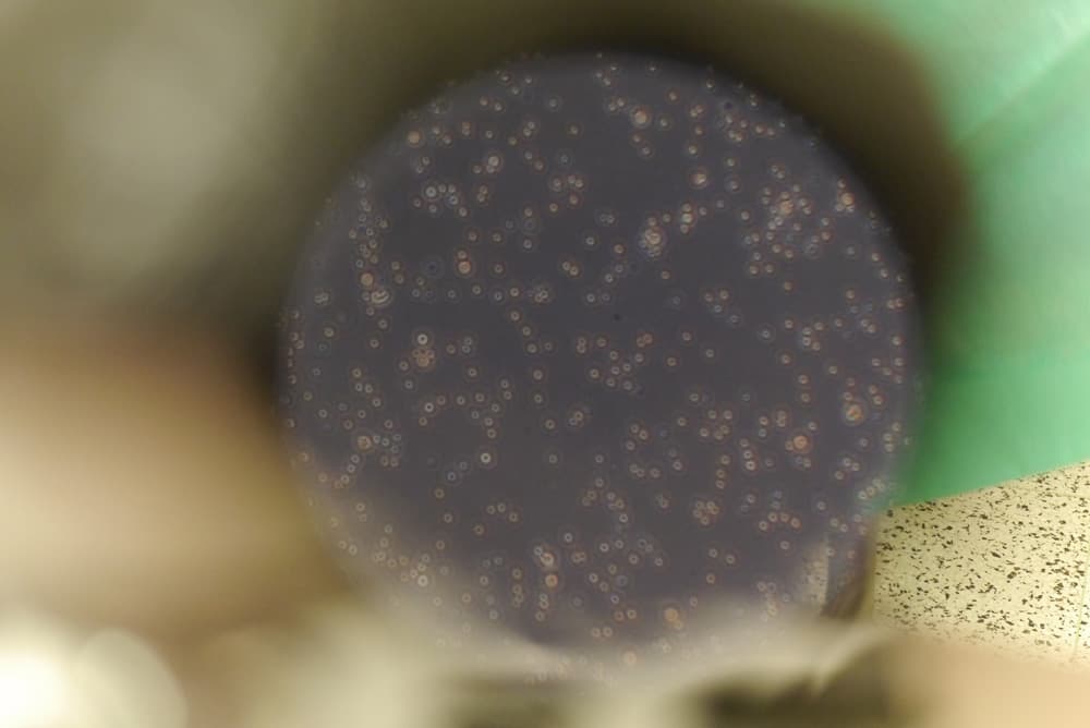 Cartilage cells processed for scaffold-based regeneration